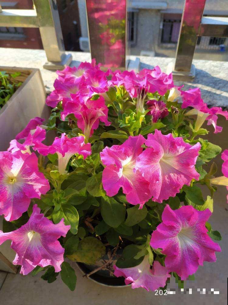 3种花吊起来养，爆盆更容易，阳台也能变成花园