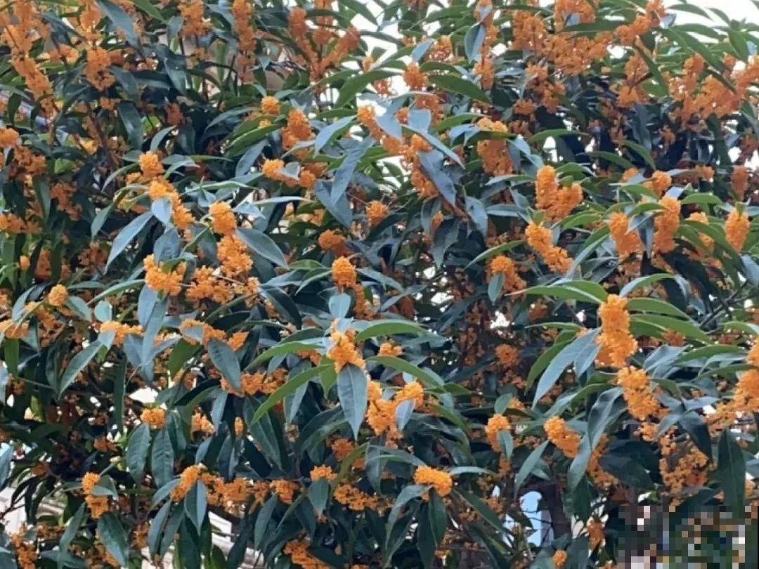 大门口种棵花，吉利又好看，镇宅保平安
