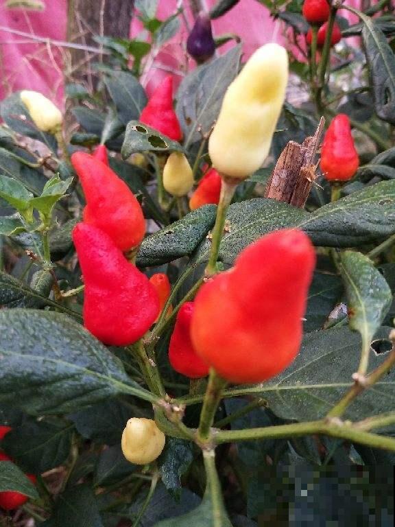 辣椒要选对，4种辣椒特香，越吃越想吃