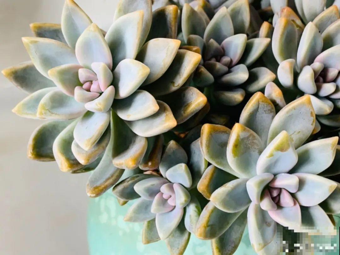 小阳台也能养多肉，一尺一寸，都是繁华！