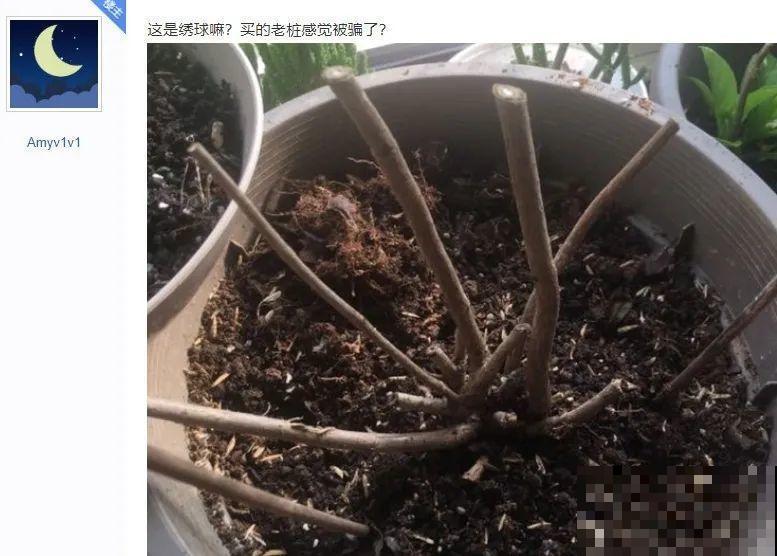 10年的绣球大老桩，九块钱也别买，难开花还浪费感情