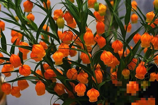 宫灯百合好看，开花像是小铃铛，养在家里特有气质