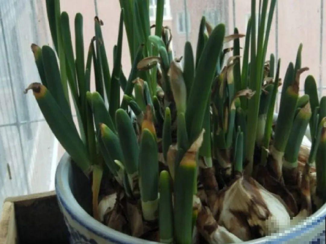 水仙要想开花,坚决不能长成高个子,不然今年没花看! 水仙要想开花,坚决不能长成高个子,不然今年没花看!