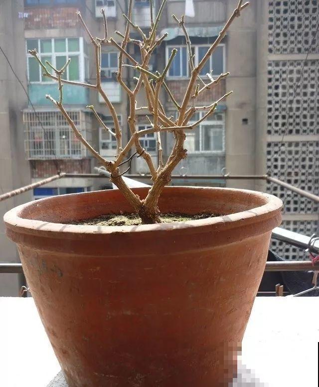 3月是给花剃头的好时机,现在狠心剪,下月就开花 3月是给花剃头的好时机,现在狠心剪,下月就开花