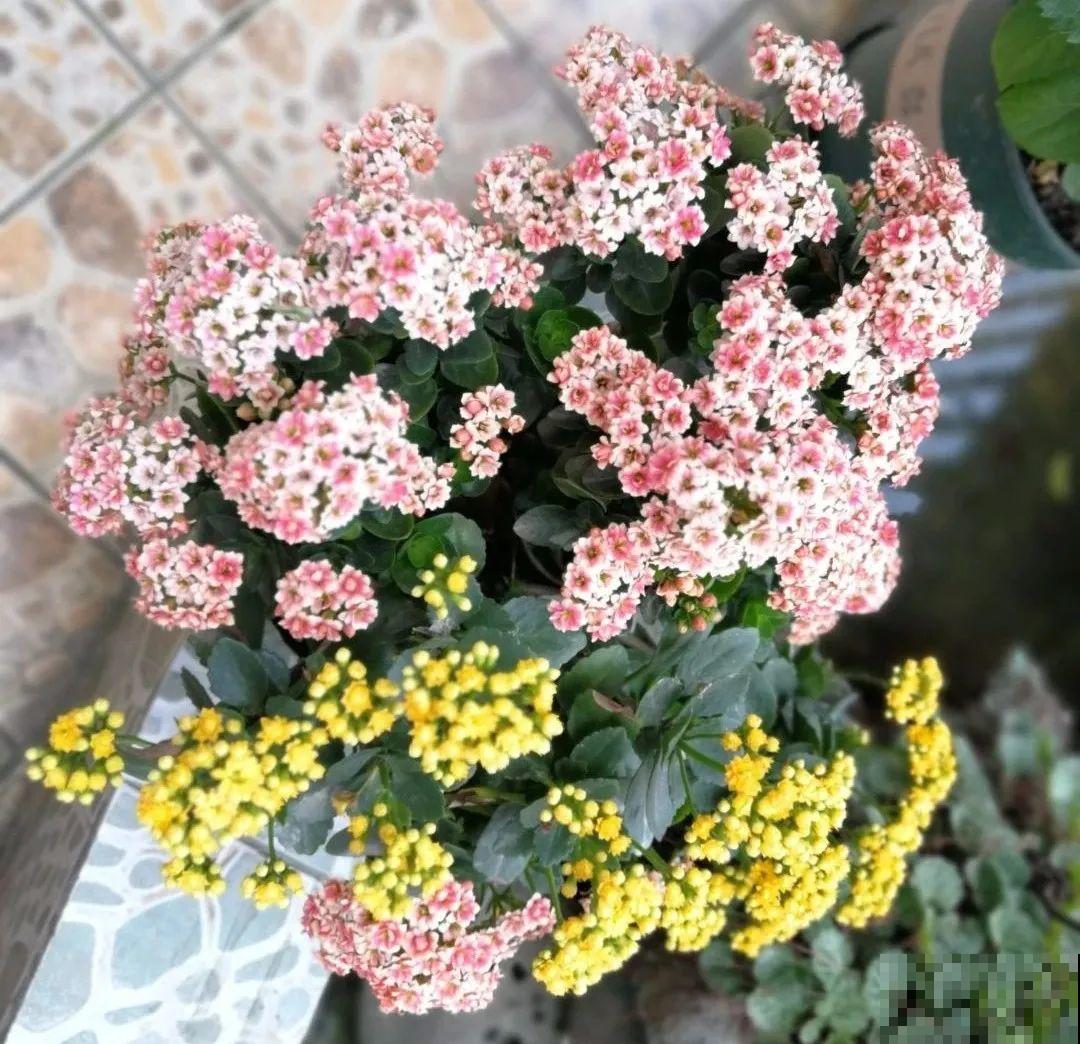 长寿花超全大养护，养爆盆的秘密，全在这里！