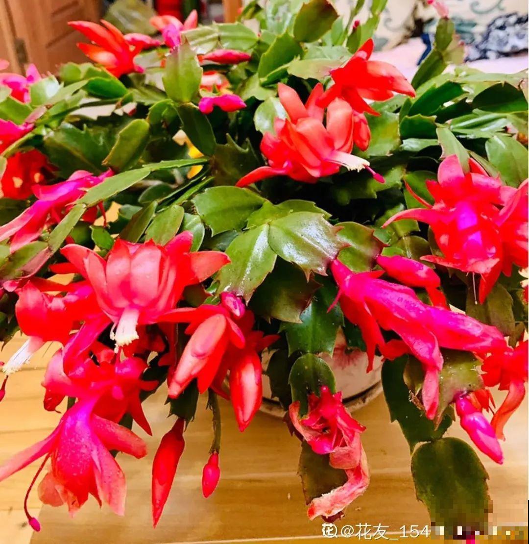 长寿花开完第一茬，赶紧剪掉，20天后又能开花