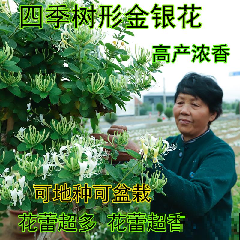 家里的老人爱养花，就养这6种，陶冶情操还锻炼身体