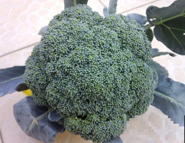 别人家的二胎妈妈，养花画画做美食，精致生活，羡慕哭！