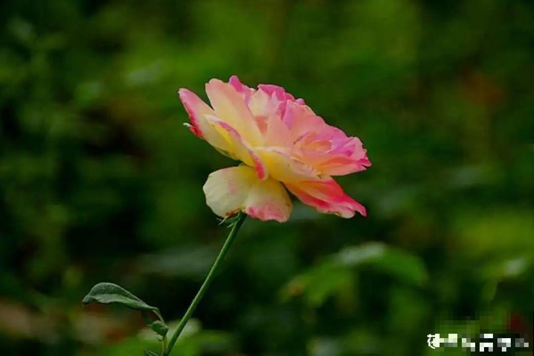 月季12个月计划表，按照这个养，大花墙不是梦！