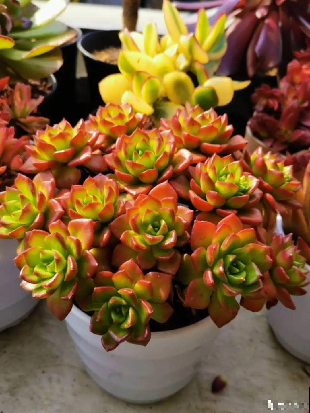 快过年了，肉崽子们都红火起来，陪我一起过节！