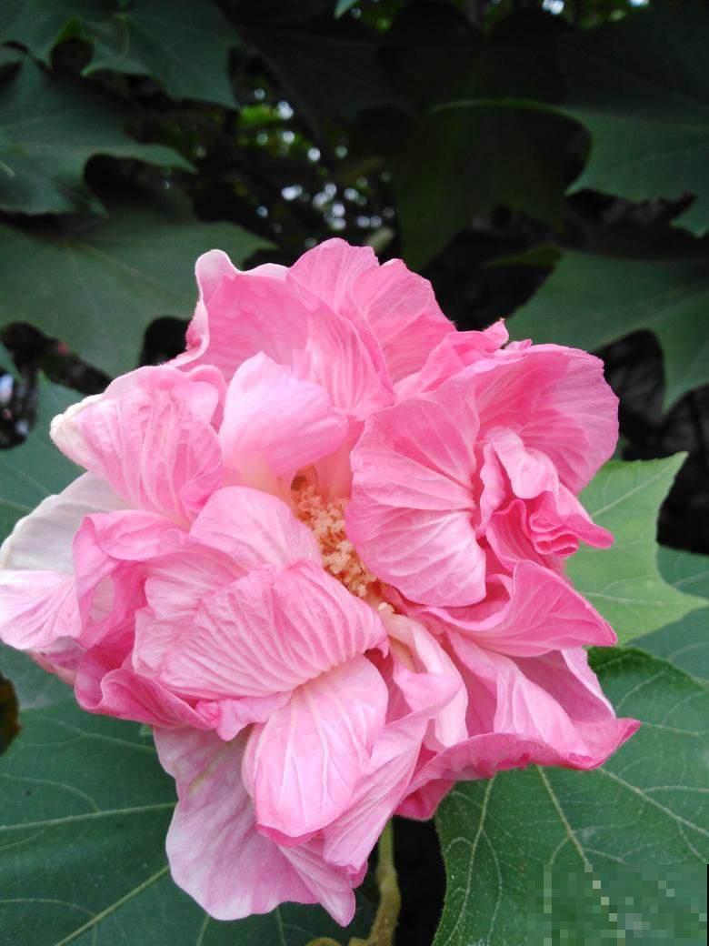 30个有趣的花谜,大多数人猜不对,你猜对了吗? 30个有趣的花谜,大多数人猜不对,你猜对了吗?