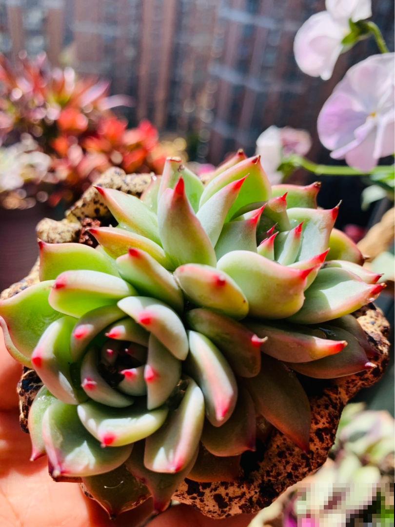 倒春寒来袭，养花5件事不能做，不然花熬不过去全死了