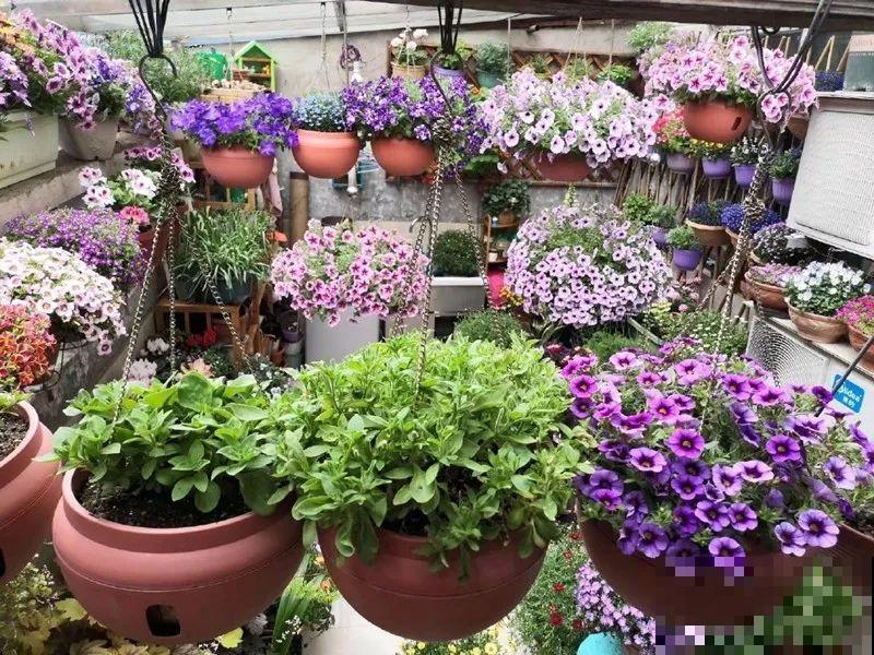 5年的花园，消失只要3天，全没了……