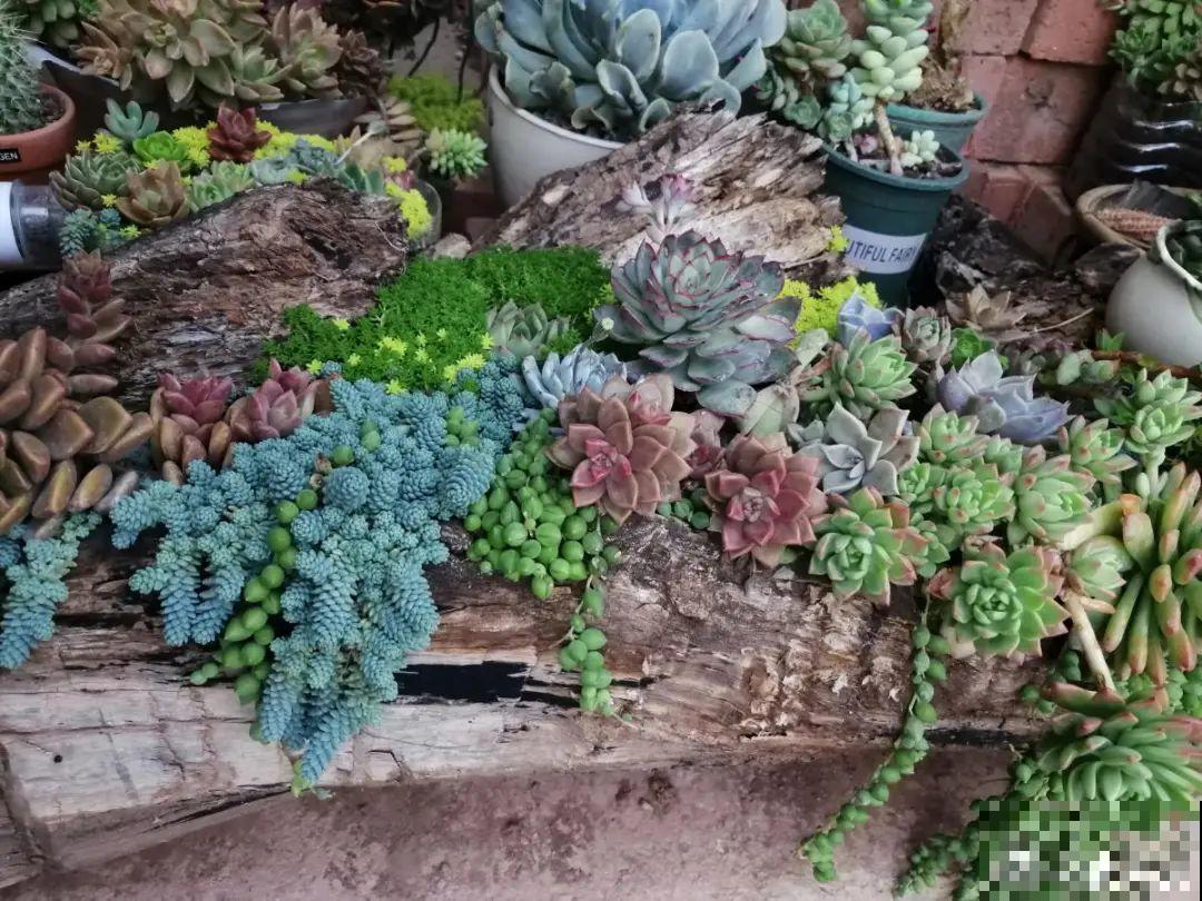 路边别人丢的大花盆，看着眼馋，好想捡回家