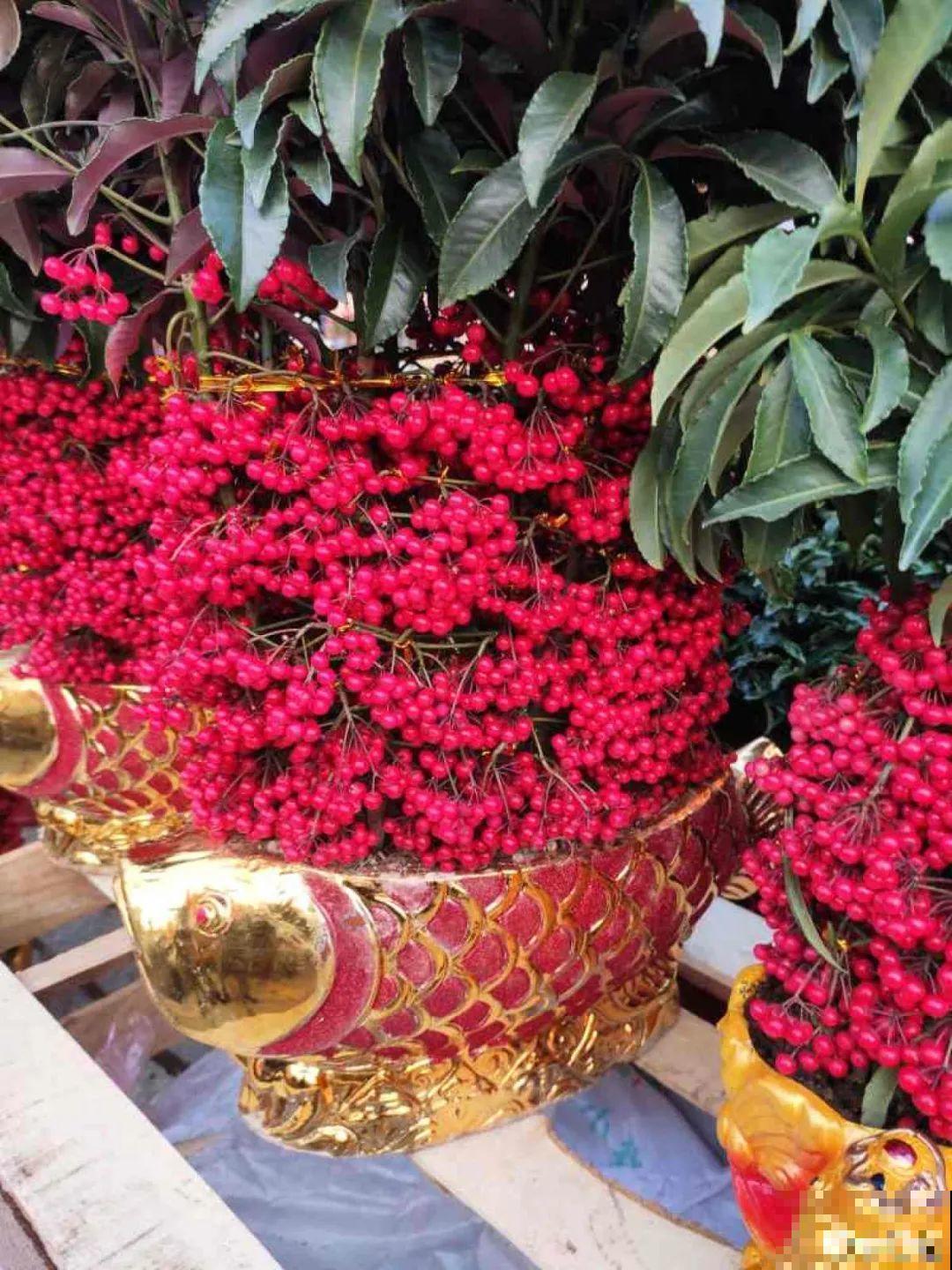 红红火火的过年花,开花特热闹,过年必备! 红红火火的过年花,开花特热闹,过年必备!