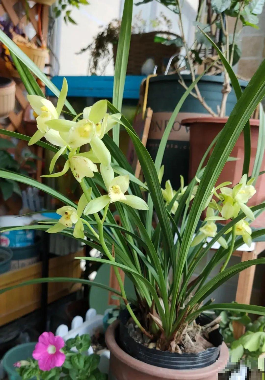 有些花名字太奇葩，叫出口太尴尬，开花却很美