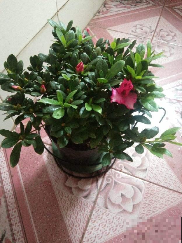 花盆底部垫点小东西，不漏土不闷根，植物长得特壮