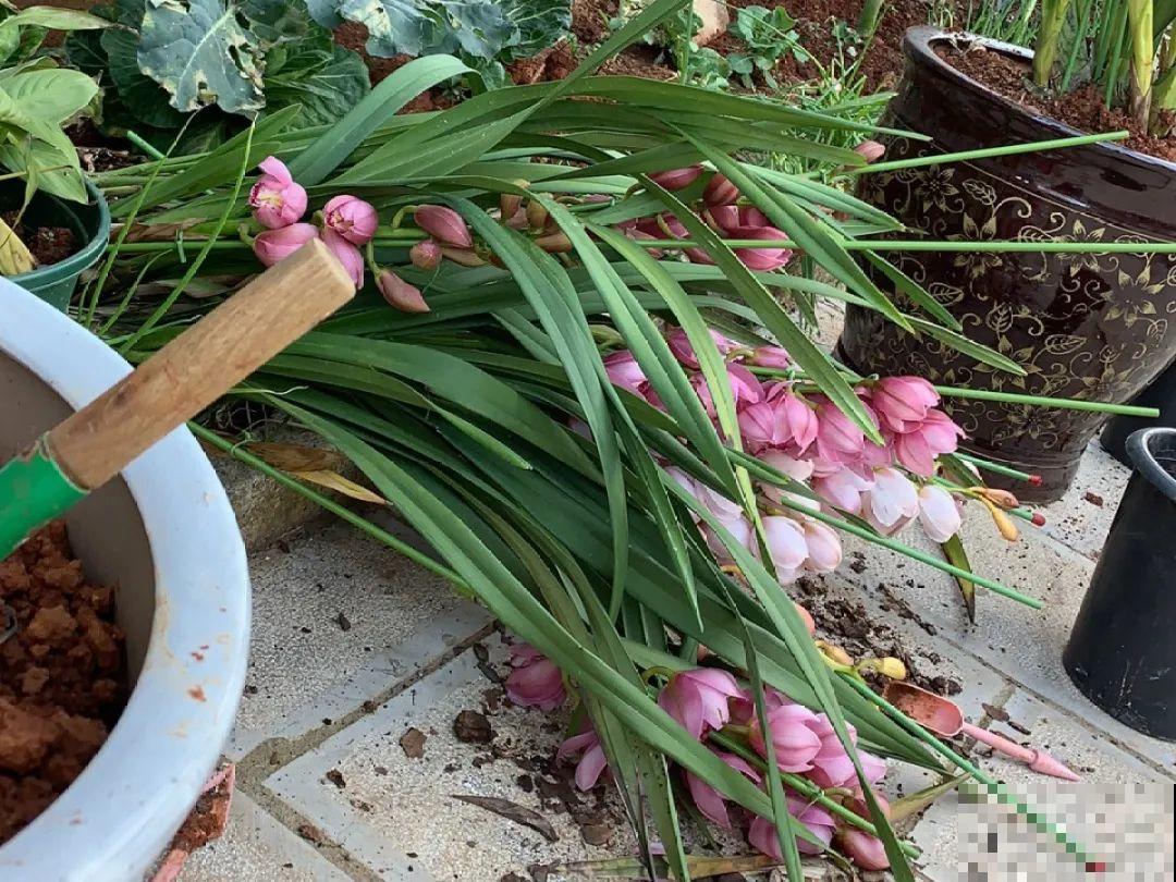 5种花不能换盆，一换就死，很难救回来