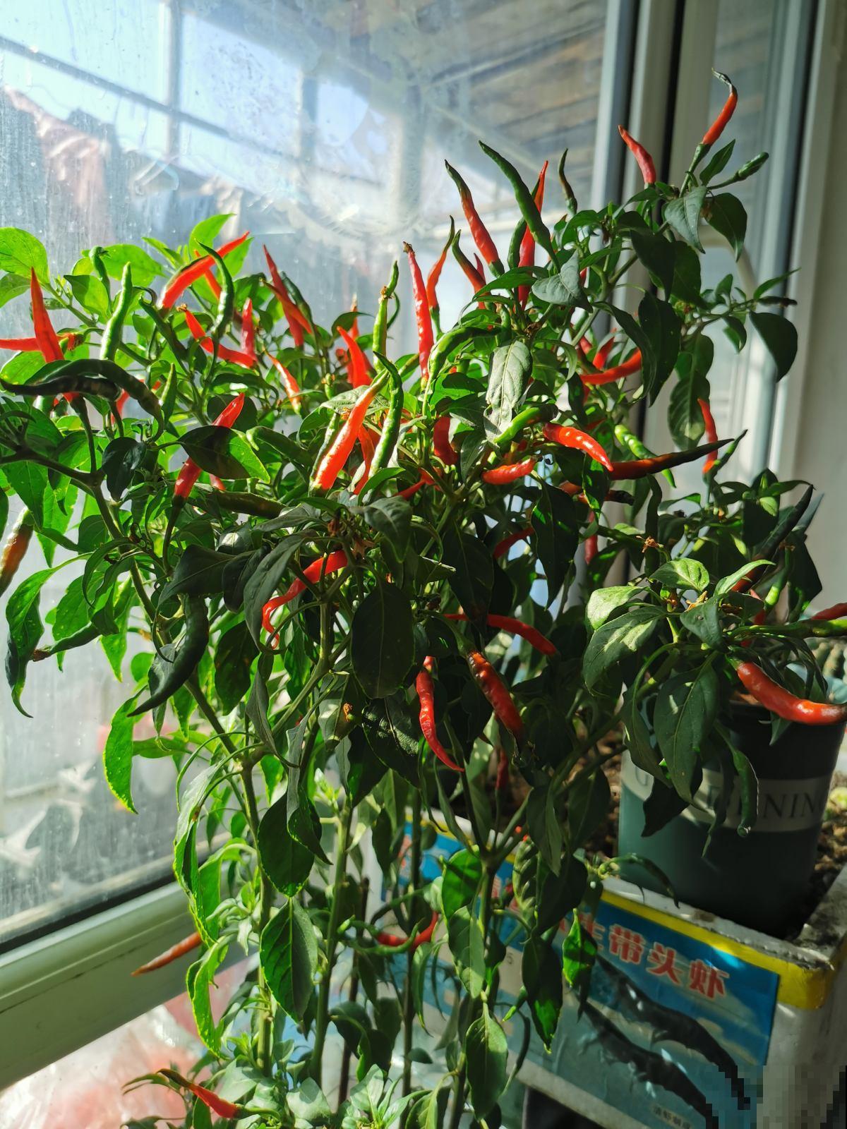 辣椒要选对，4种辣椒特香，越吃越想吃
