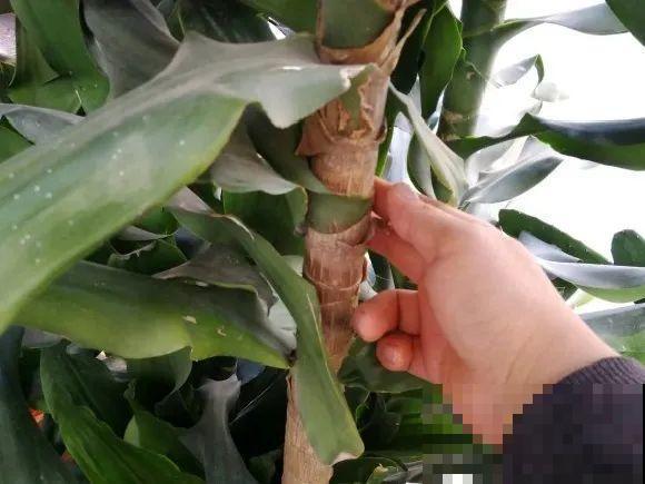 门口种了富贵竹，长到3米高，路过的都站着看！