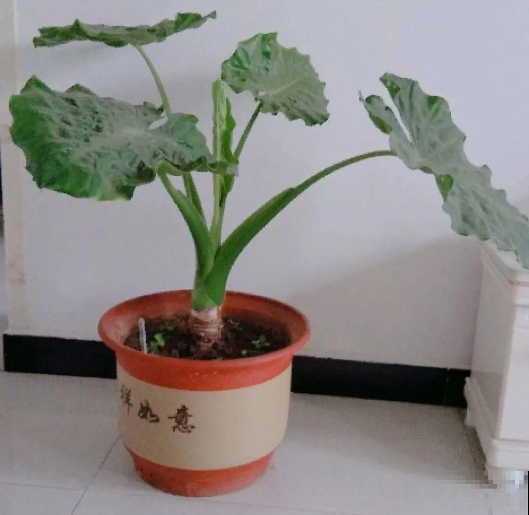 24种花,净化空气最厉害,绿萝竟然倒数! 24种花,净化空气最厉害,绿萝竟然倒数!