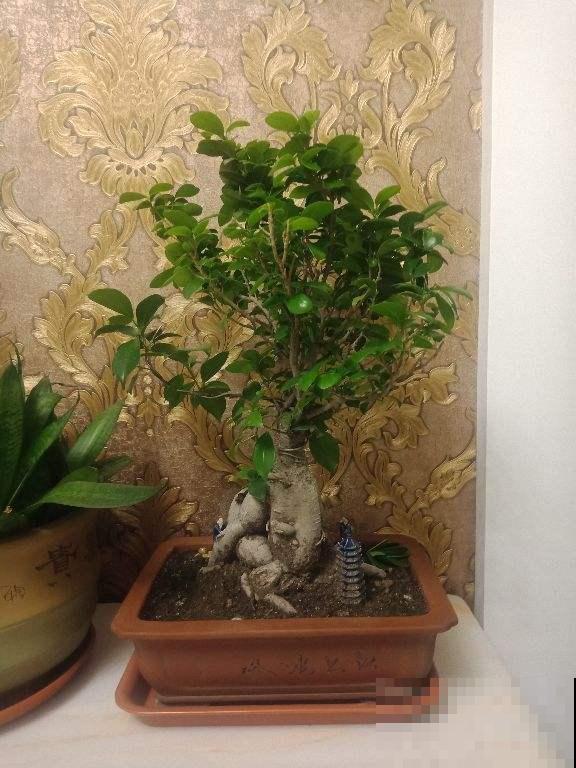 3种盆栽适合养成盆景,能养好多年,妥妥养成传家宝 3种盆栽适合养成盆景,能养好多年,妥妥养成传家宝