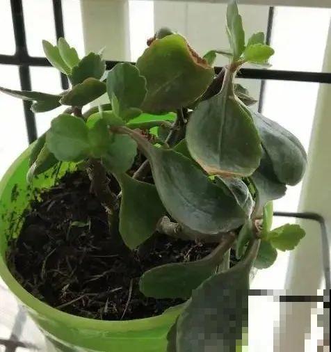 长寿花超全大养护，养爆盆的秘密，全在这里！