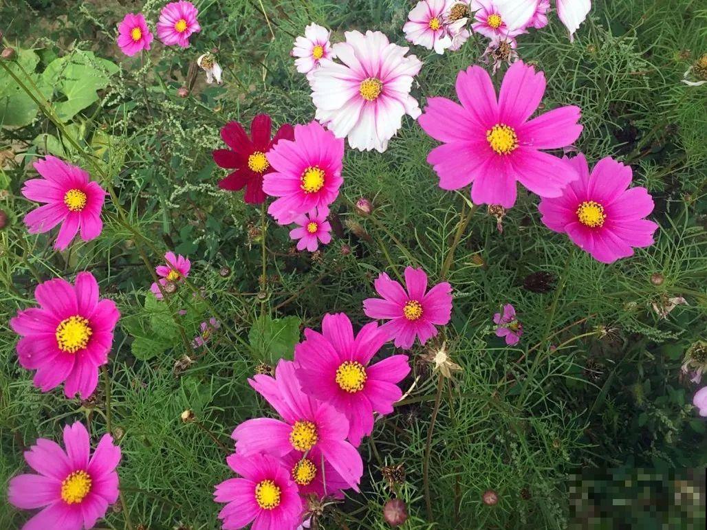 只需要种一次的花，年年疯长，除都除不尽