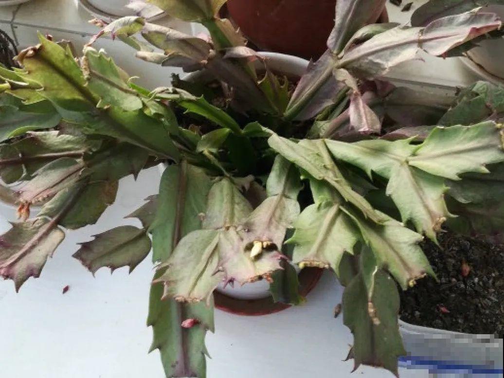 养护蟹爪兰,要注意8个要点,才能开出仙气飘飘花 养护蟹爪兰,要注意8个要点,才能开出仙气飘飘花