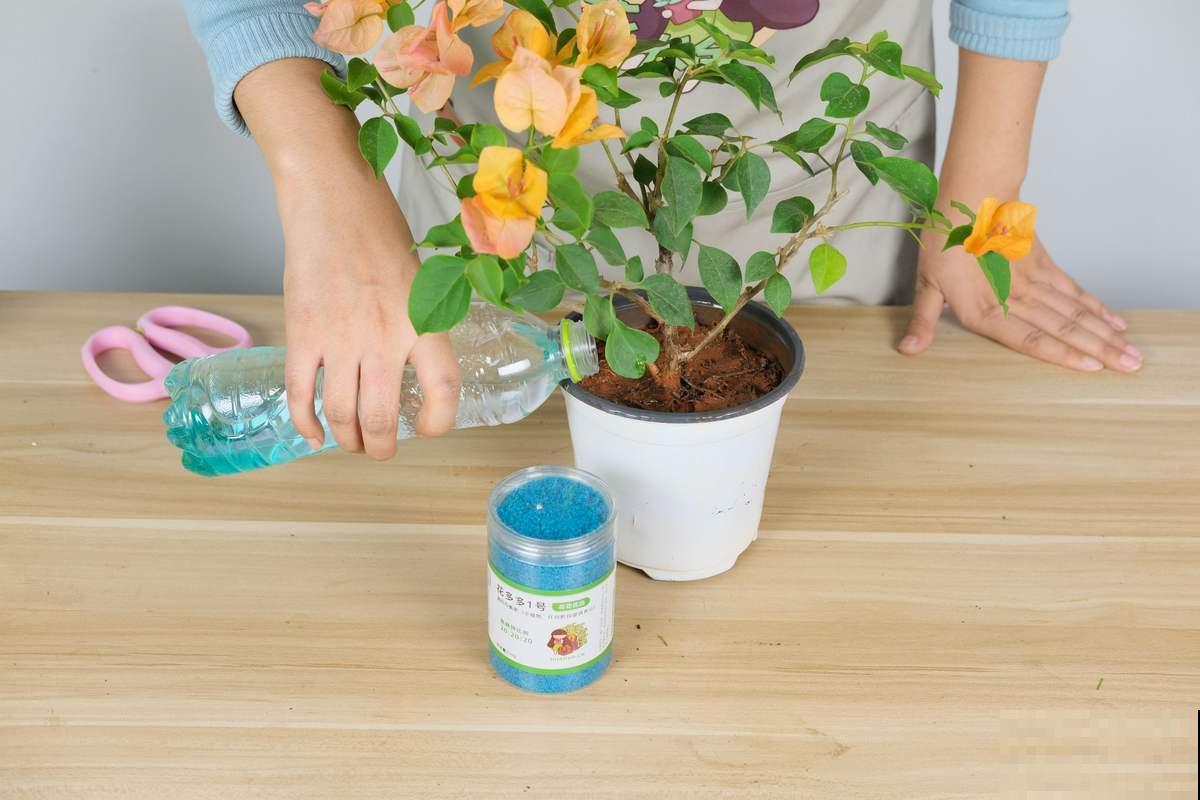 春天是施肥的好季节,但是这4点一定要记牢,不然很难开花! 春天是施肥的好季节,但是这4点一定要记牢,不然很难开花!