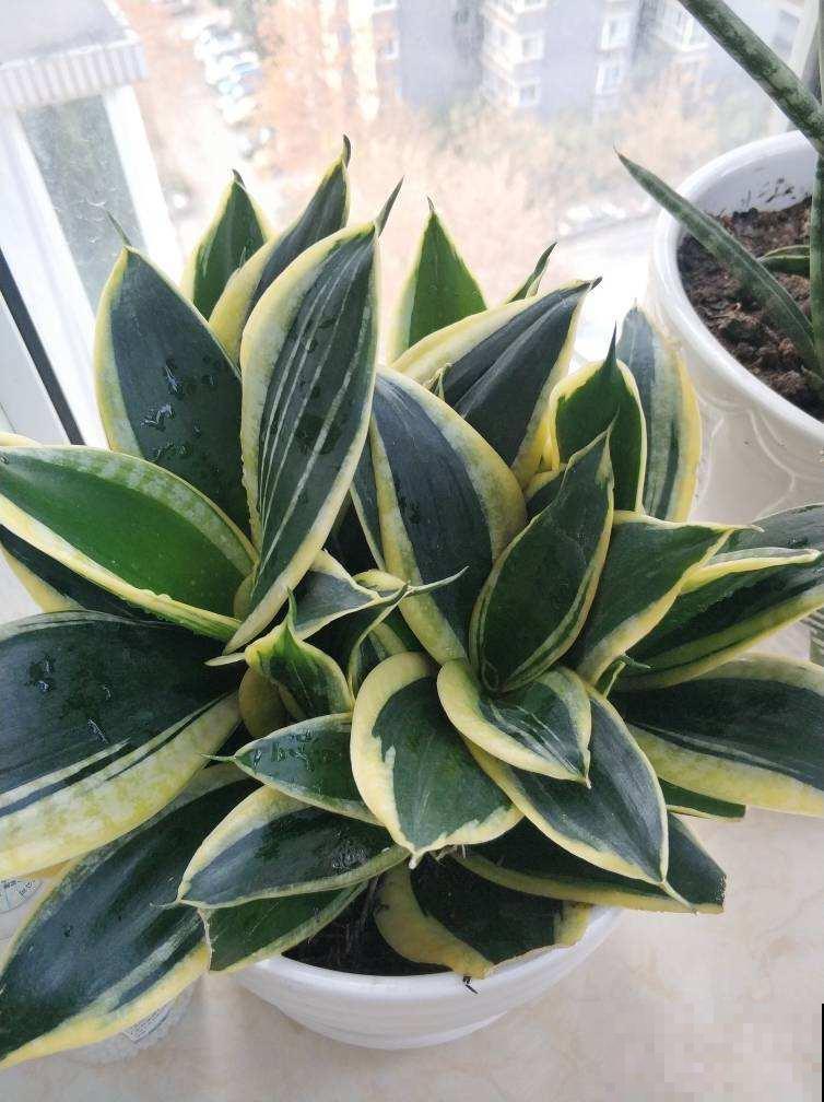 春天换盆,4件事儿要注意,不然植物都死了,只剩下空盆 春天换盆,4件事儿要注意,不然植物都死了,只剩下空盆