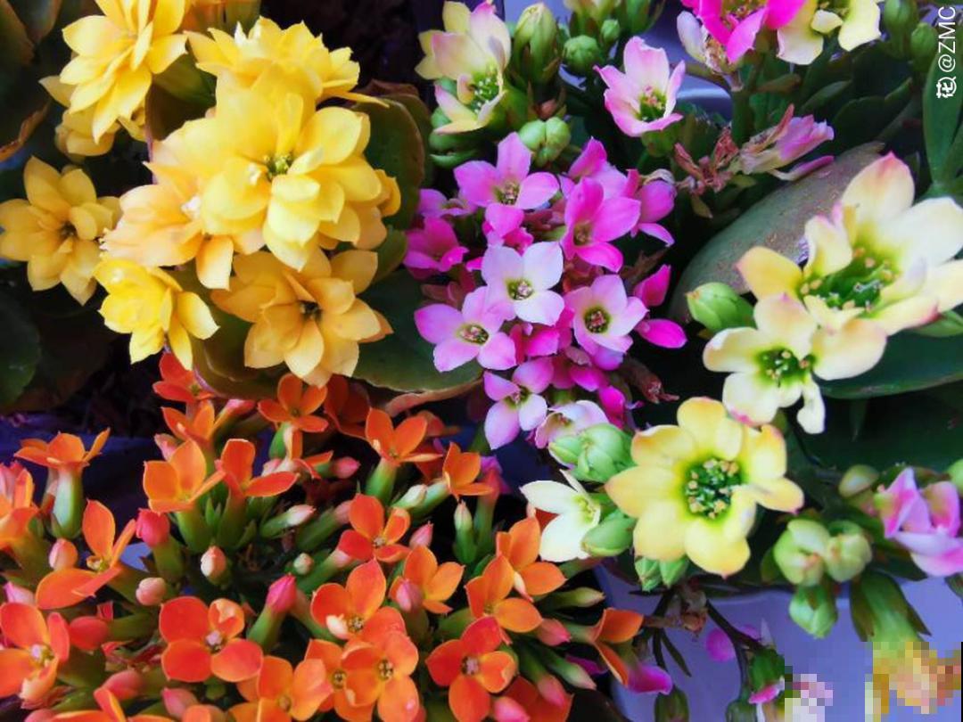 比绿萝好看的8种花，养护起来特简单，颜色还鲜艳