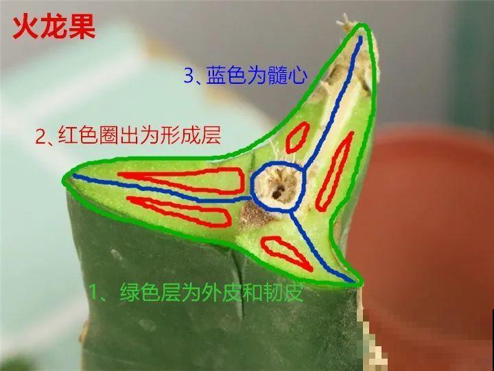 养护蟹爪兰,要注意8个要点,才能开出仙气飘飘花 养护蟹爪兰,要注意8个要点,才能开出仙气飘飘花