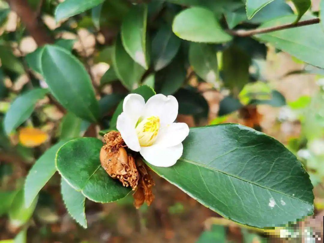 花还没开，花苞掉了一地，再不管就完了！