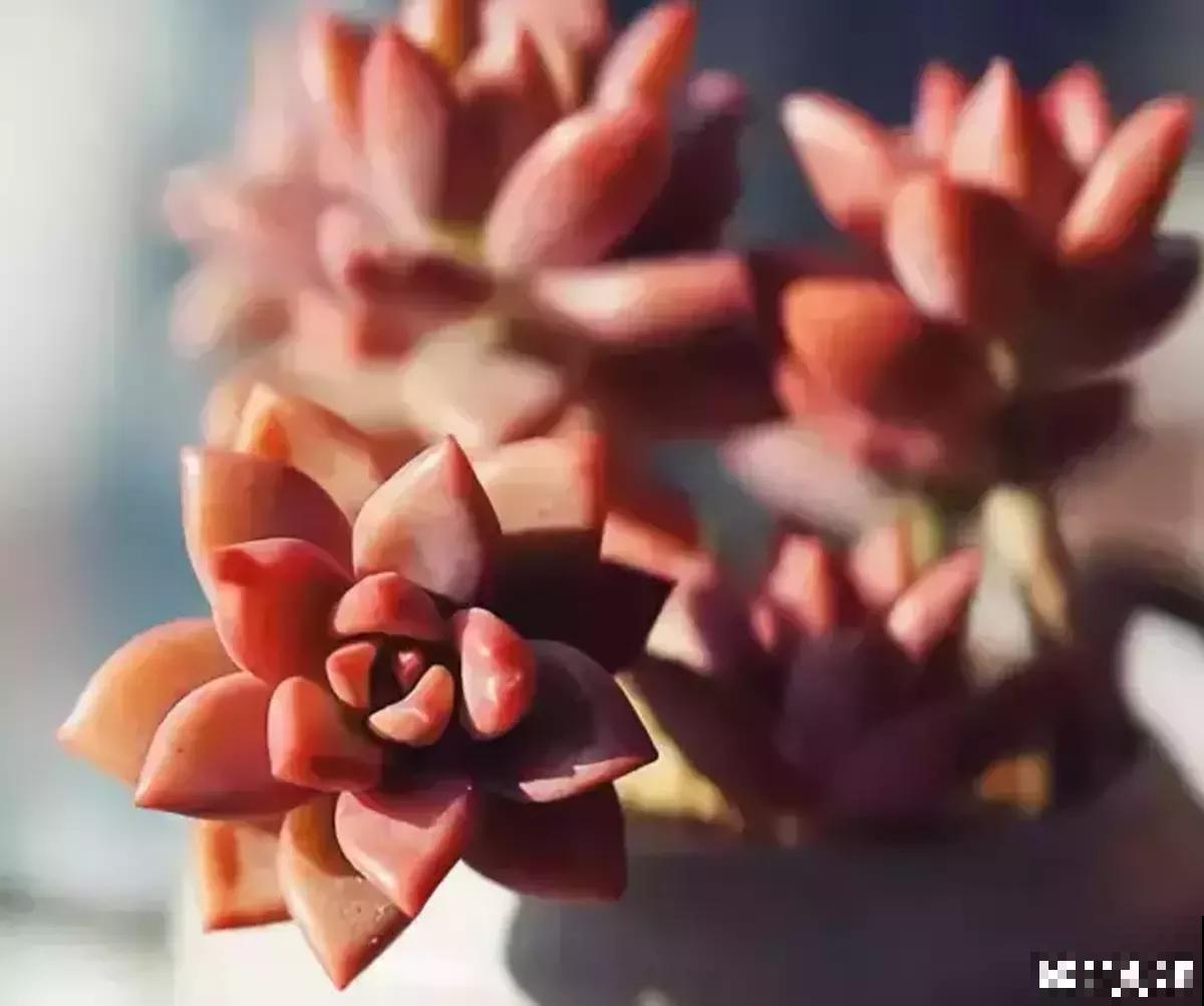 容易养成老桩的多肉，新手也能养成，2年茎秆木质化