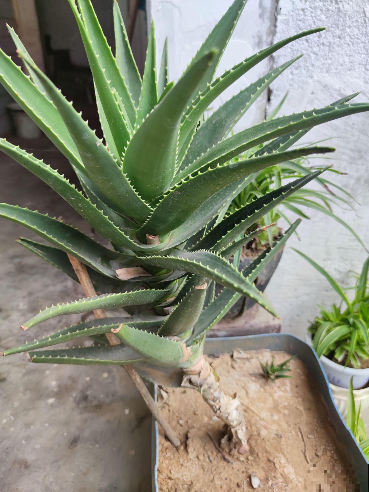 家里养盆芦荟,净化空气效果好,还有好多用处 家里养盆芦荟,净化空气效果好,还有好多用处