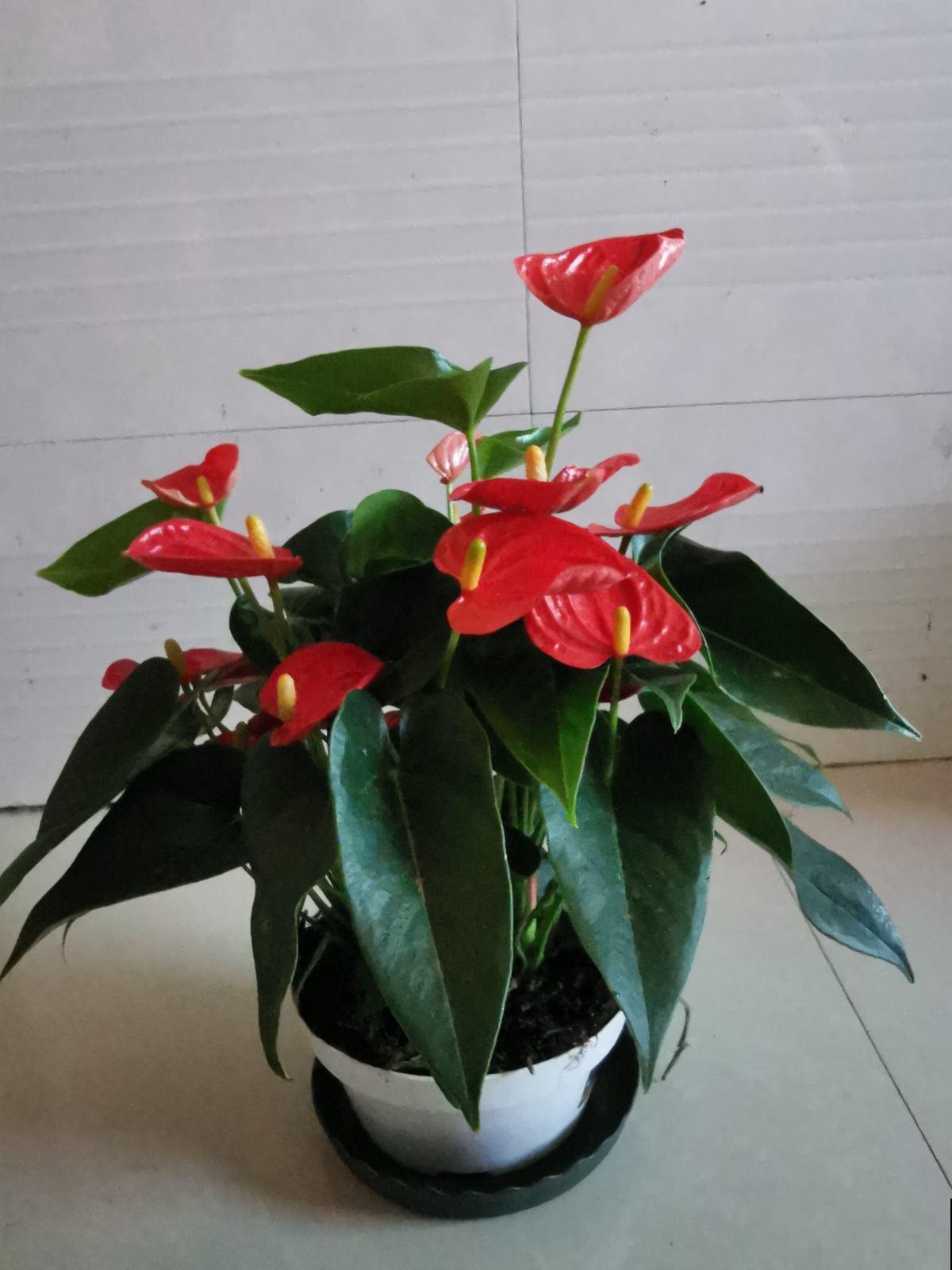 4种花寓意好，开花红得像火，预示一年日子热闹红火