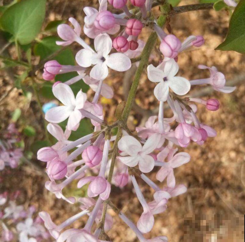 手把手教你养丁香，花开的时候美成一片，太值了！