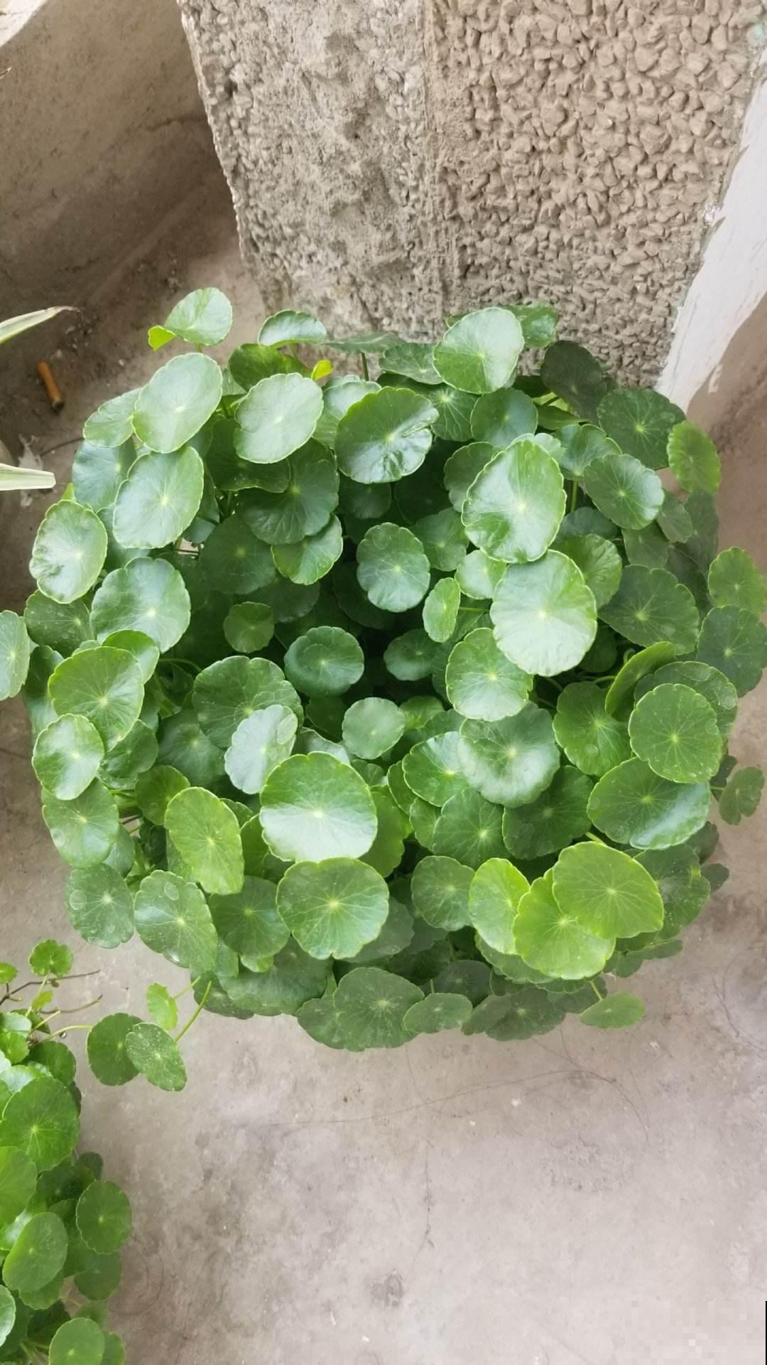 3种花不用花钱买,野外挖一棵,回家也能养爆盆 3种花不用花钱买,野外挖一棵,回家也能养爆盆