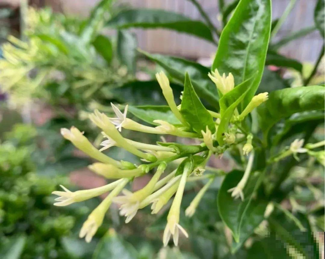 6种花净化空气效果好，放卧室特养人，睡得还香