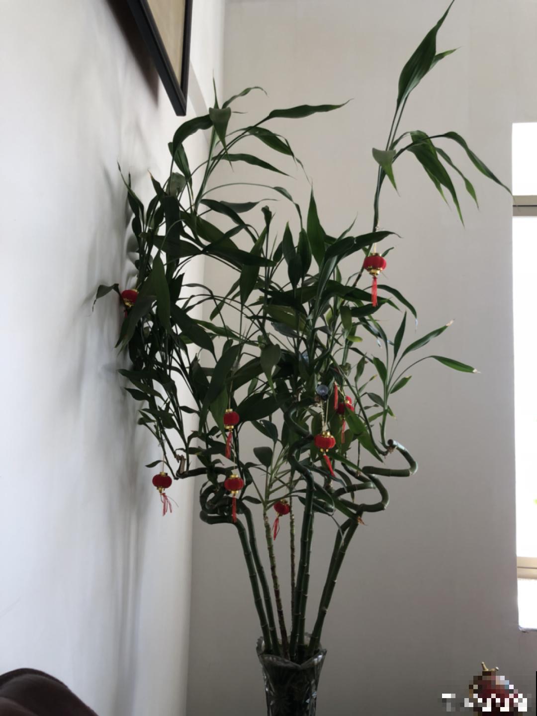 不同的花要摆在不同地方，摆对了才好看，摆错了看着糟心！