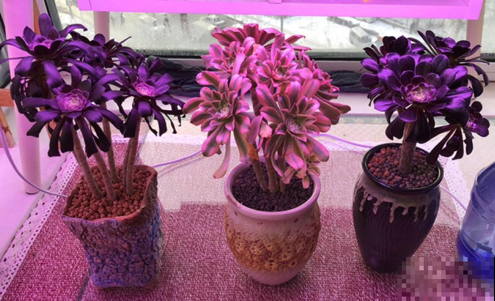 室内养花光照不充足？3个小方法，教你“自制光照”！