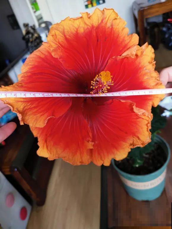 花市10块钱买的花，开花之后身价倍增，真赚了！