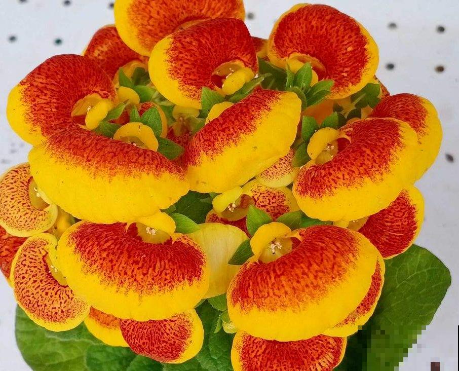 1种花名叫“钱袋子”，养在家里有好运，开花超美！