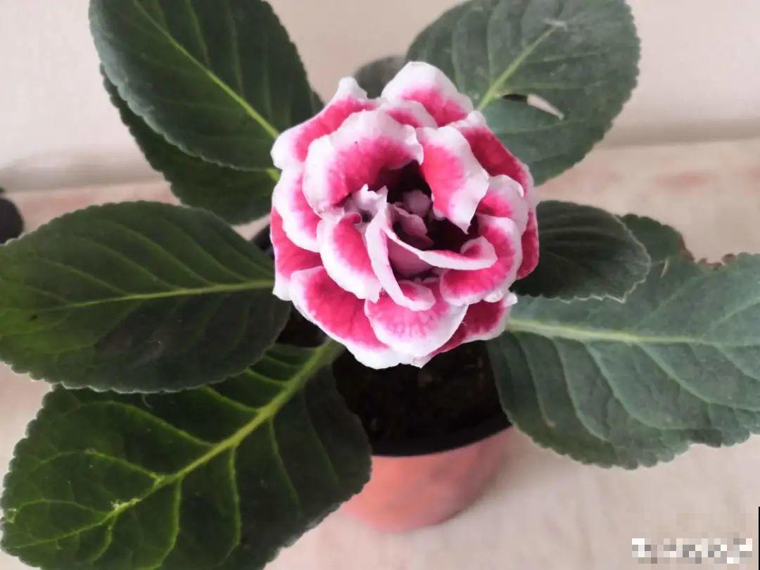2020年的网红花，养过一半就是大神，你养过几种？