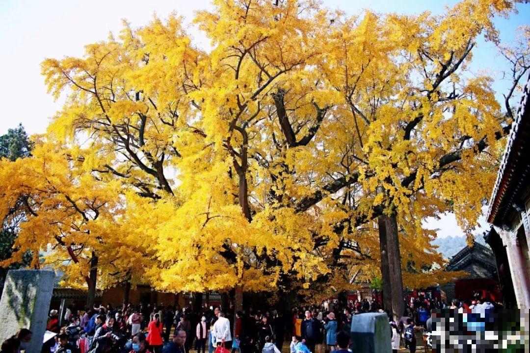 家里养盆镇宅花,一年红红火火,好运满满 家里养盆镇宅花,一年红红火火,好运满满