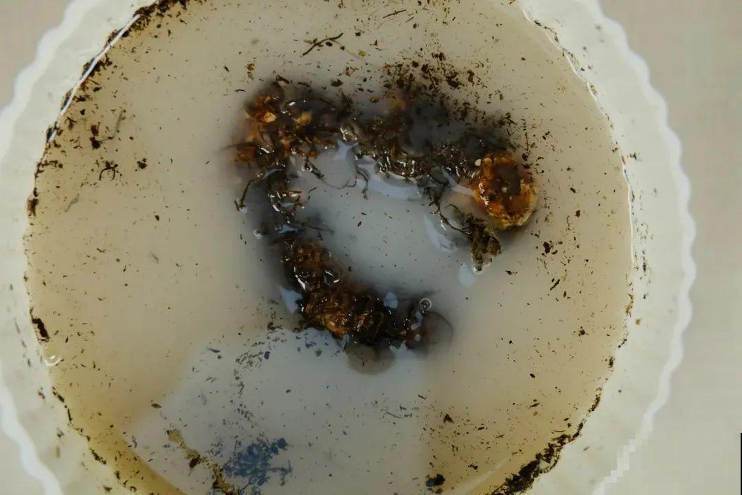 1种花不能用大盆，盆越小，水越少，开花更爆盆！