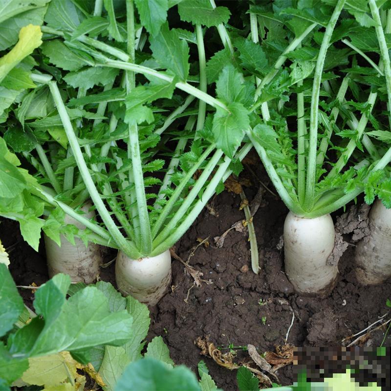 冬天买萝卜，看见这三种，再便宜也别买