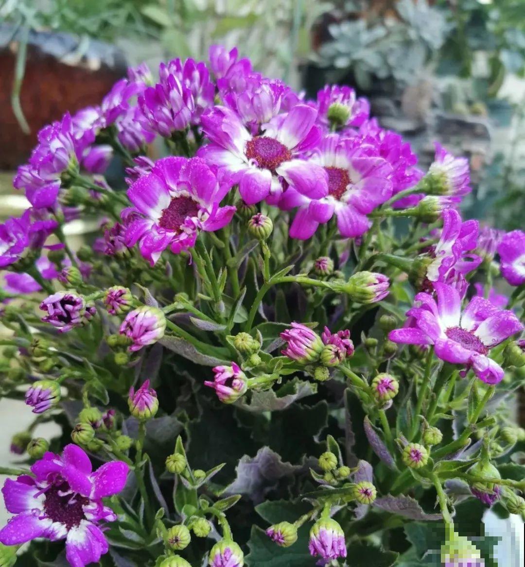 长寿花开完第一茬，赶紧剪掉，20天后又能开花