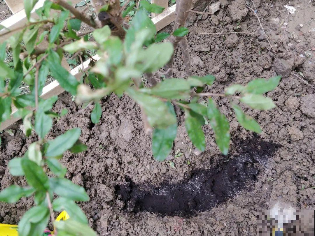 腊月养花禁忌，一定要保暖，不然花很快就死